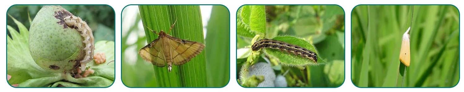 OEM Abamectin 0.01 for Effective Pest Control Solutions and Agricultural Applications