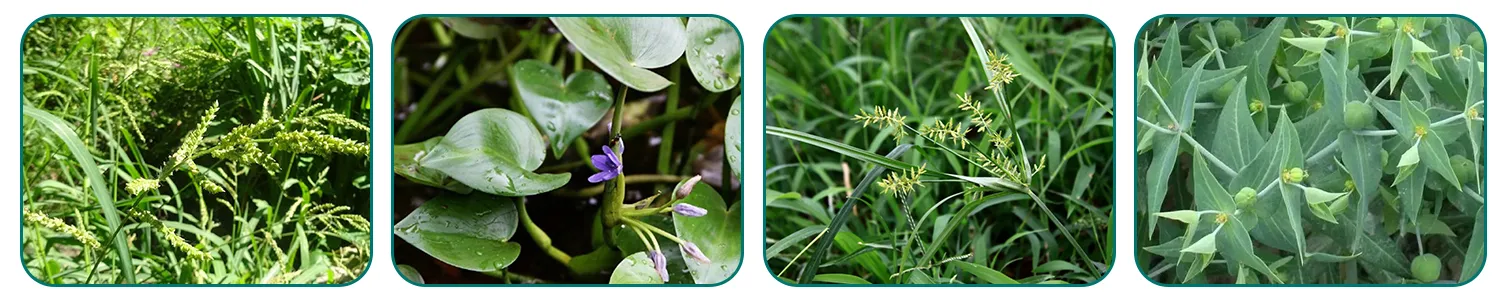 penoxsulam herbicide