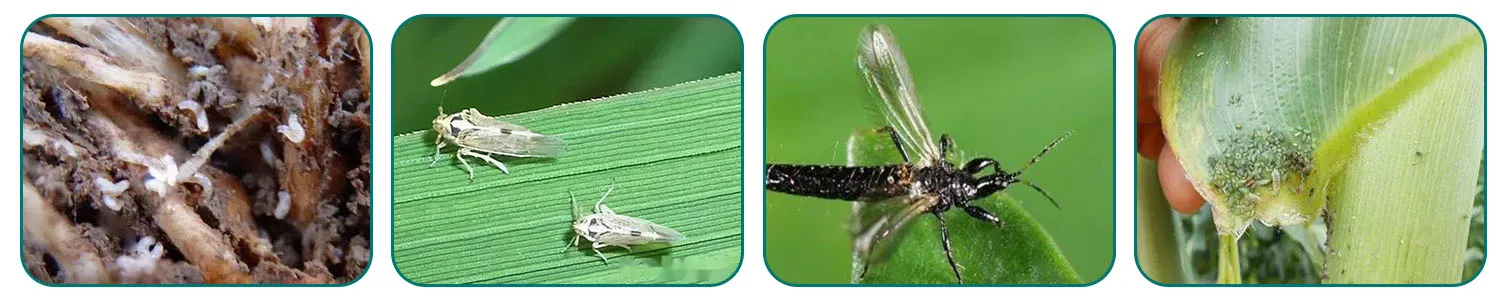 Chlorfenapyr 8% + Clothianidin 20%SC, Pesticide mixture