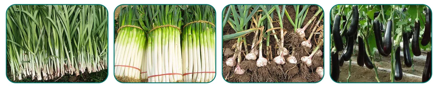Chlorfenapyr 8% + Clothianidin 20%SC, Pesticide mixture