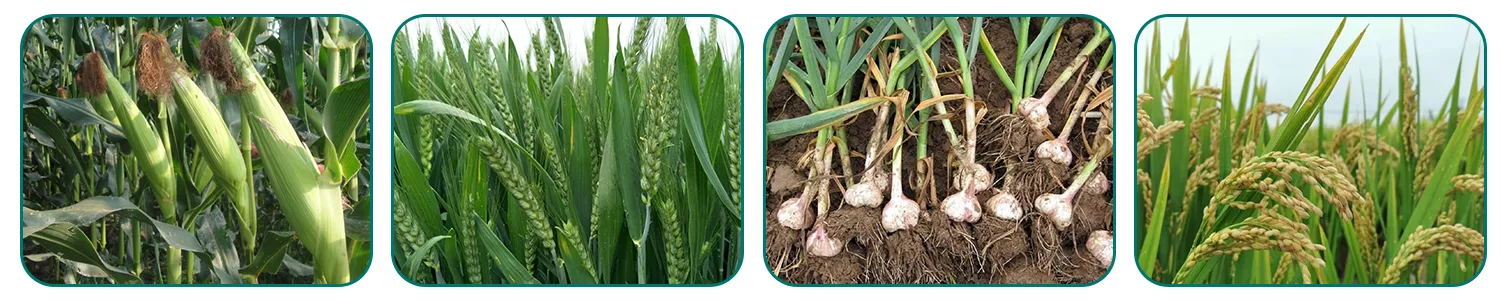 High Quality Fungicide Pyraclostrobin 12.5% + Epoxiconazole 4.5%SC