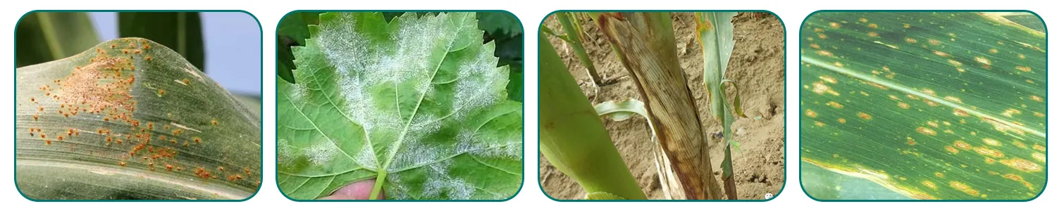 High Quality Fungicide Pyraclostrobin 12.5% + Epoxiconazole 4.5%SC