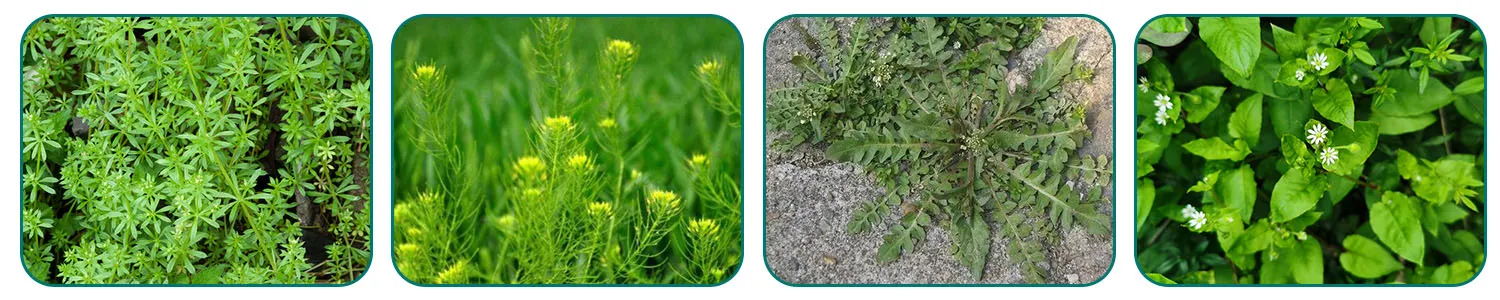 organic herbicides for weeds