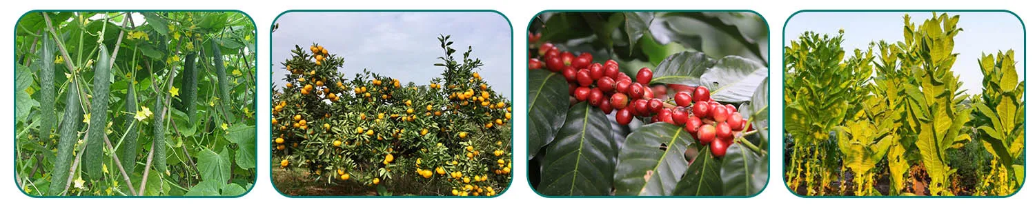 kasugamycin fungicide