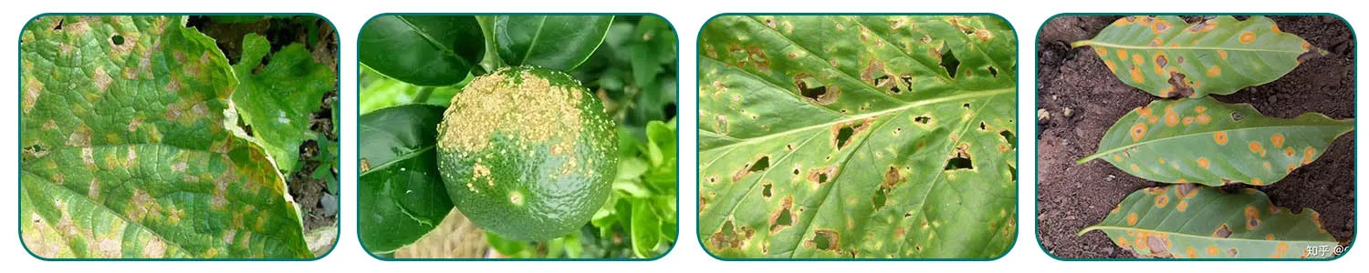 kasugamycin fungicide