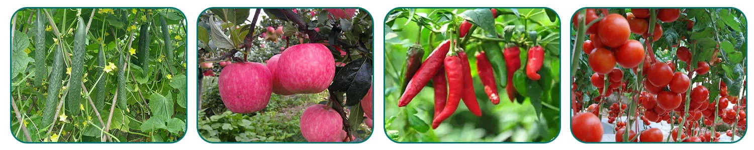 Pyraclostrobin 15% + Penconazole 10% SC, Top Quality Agrochemical