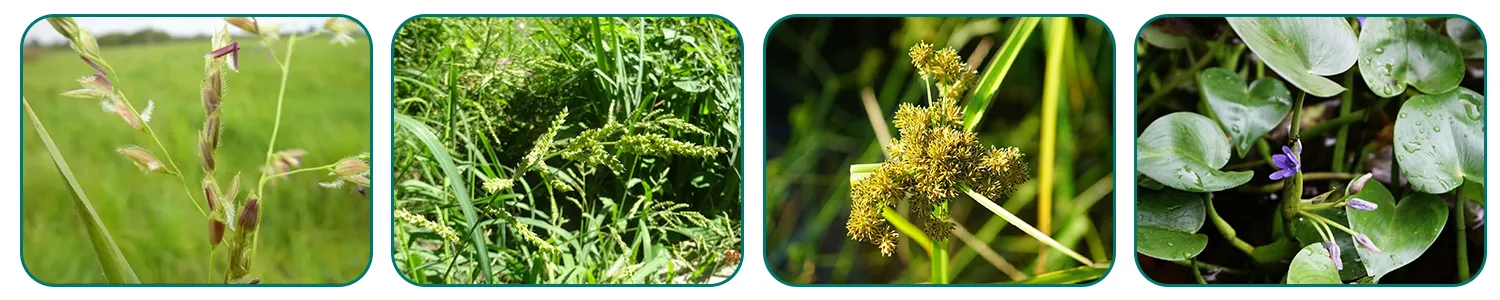 Herbicide Pyrazosulfuron-ethyl 10%WP, Paddy Crop Weed Control