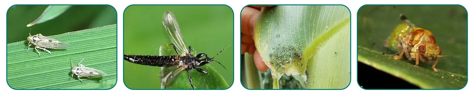 Insecticide Spirotetramat 11% + Thiacloprid 11% SC, Good Price