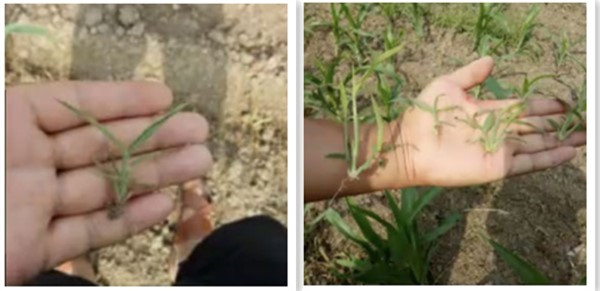 high quality weed killers containing mesotrione