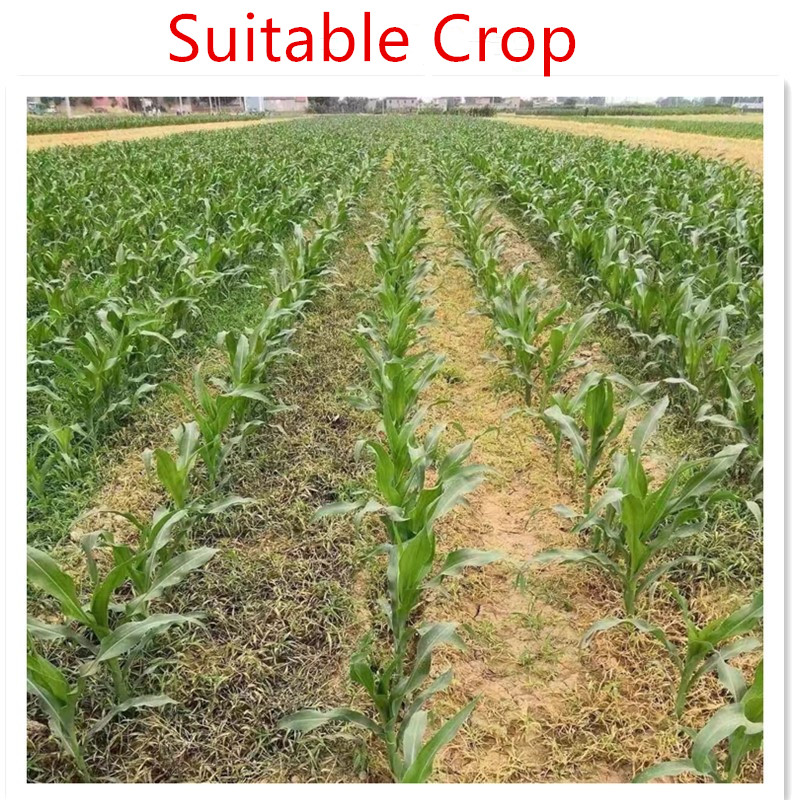 fungicide carbendazim company