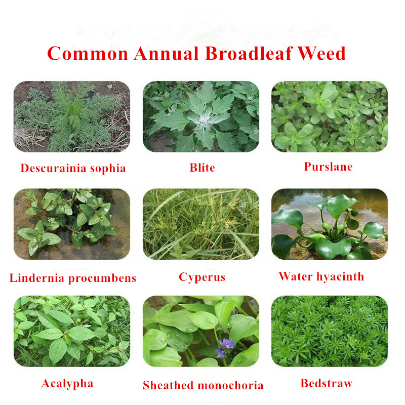 best chlorothalonil for coniferous trees