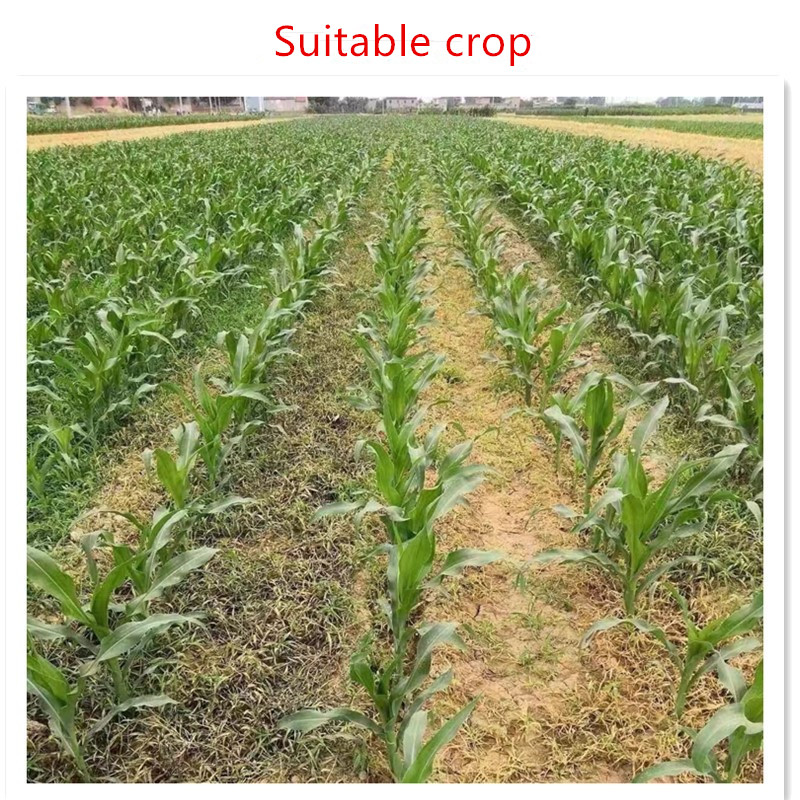 Effective Acaricide Solutions Using Abamectin for Pest Management and Crop Protection