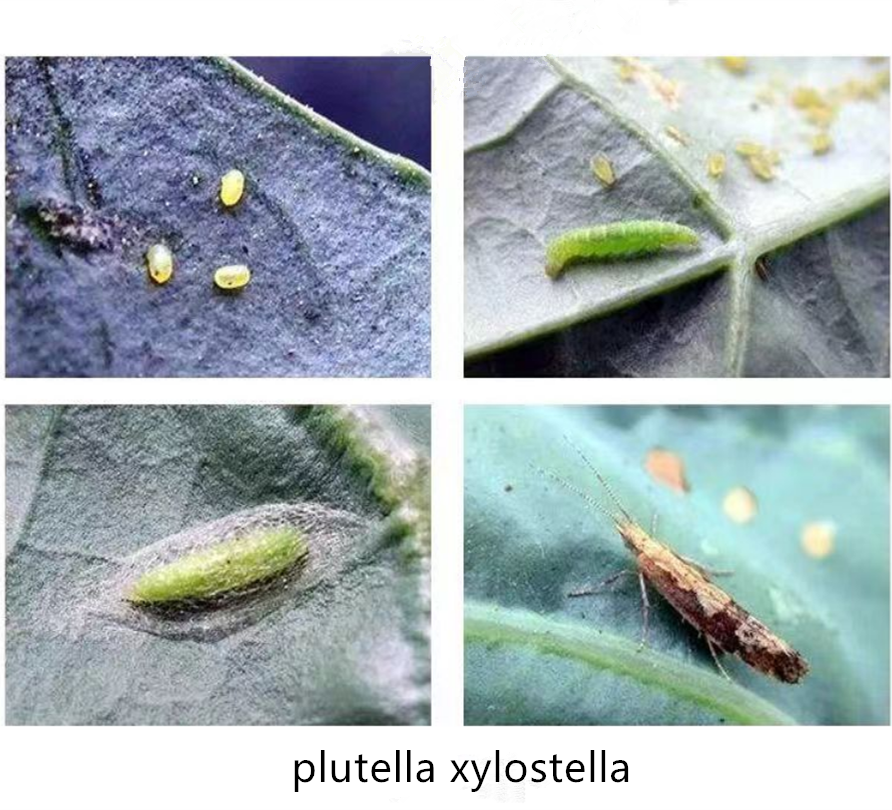 Supplier for Mesotrione Meso 4SC Agricultural Herbicide Solutions and Products