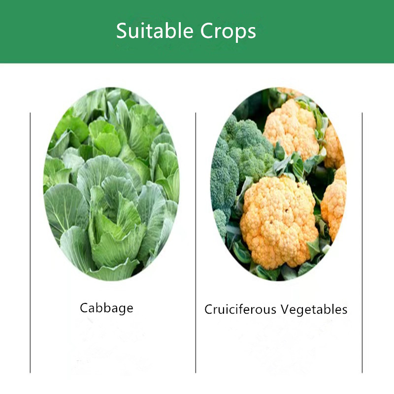 Chlorpyrifos CAS Number Information and Related Services for Chemical Safety