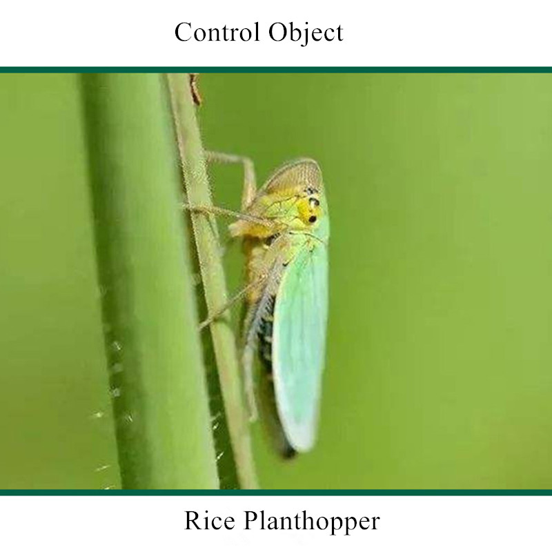  Factory Supply Agrochemicals Boscalid fungicide 50% WGD WG 98% TC 30% SC