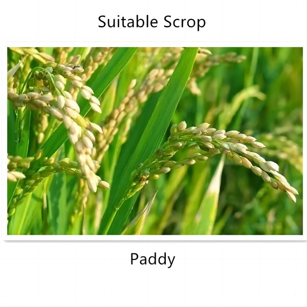 Wholesale Flusilazole and Carbendazim for Agricultural and Horticultural Use