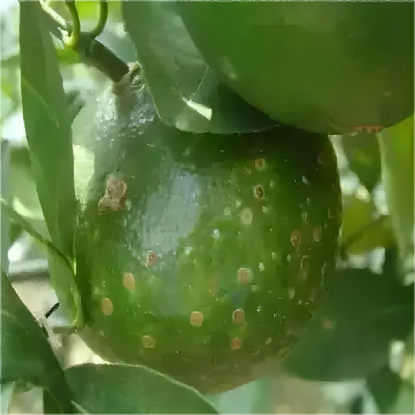 Wholesale Azoxystrobin and Tebuconazole SC for Effective Crop Protection Solutions