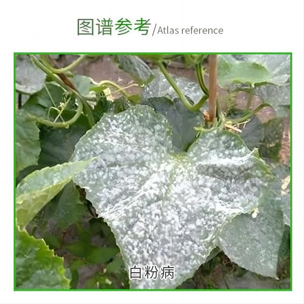 Abamectin Overview and EPA Service Information for Safe Agricultural Use