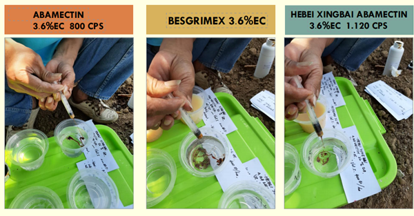 famous azoxystrobin 18.2 difenoconazole 11.4