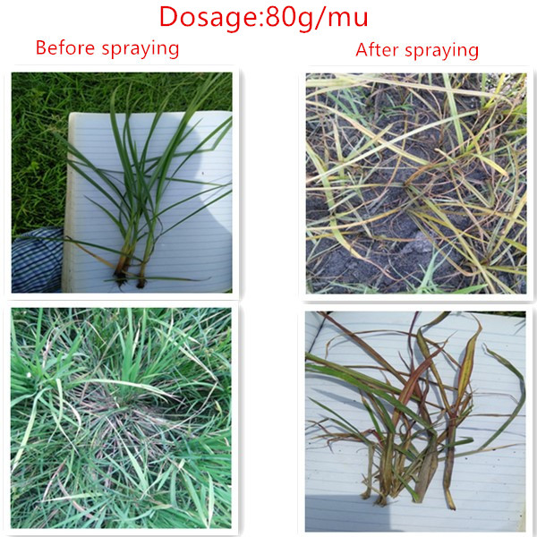 Sleva chlorpyrifos herbicid