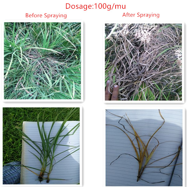 best carbendazim20% wp