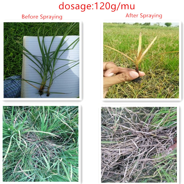 oem advance 375a abamectin