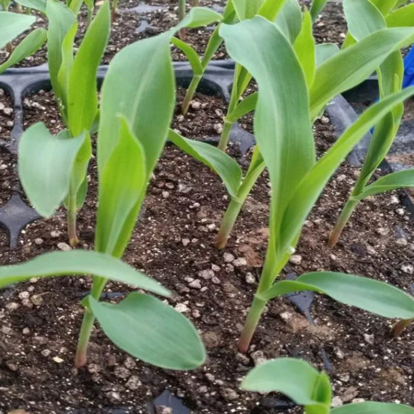 Pricing Information for Azoxystrobin and Propiconazole Products and Variants