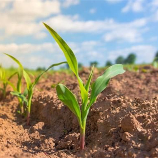 Tusk Malathion 50 EC - controlling pests effectively with powerful insecticide solution