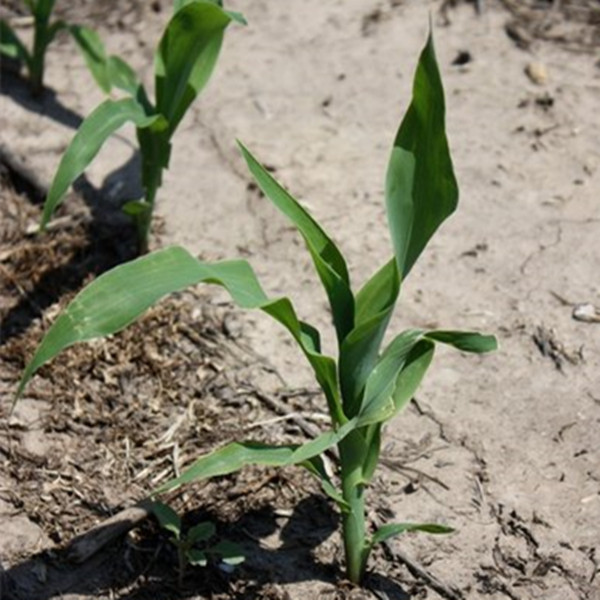 imidacloprid 35 sc factory