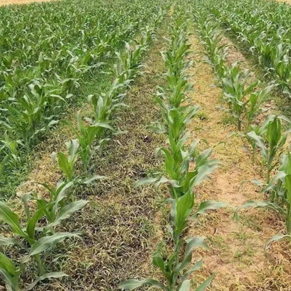 sulfonylurea herbicides