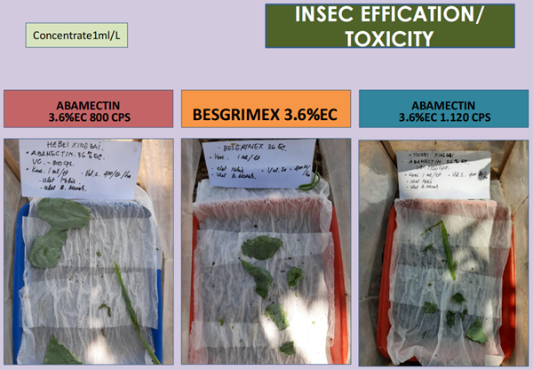 Mesotrione Inactivation Prices and Options for Effective Weed Management