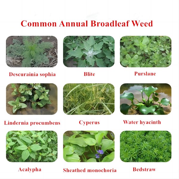 atrazine s metolachlor