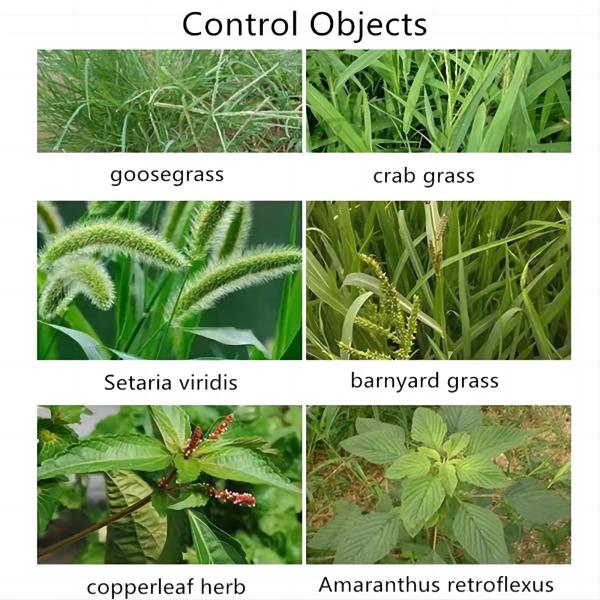 agriculture pesticide acetamiprid 20 sp manufacturer agriculture pesticide acetamiprid 20 sp manufacturer