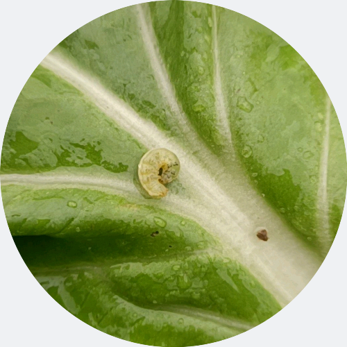 Top-rated Imidacloprid Products for Effective Pest Control Solutions