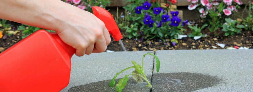 chlorpyrifos powder quotes