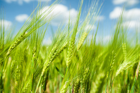 wholesale mesotrione nutsedge