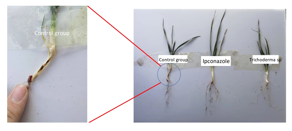 china acetamiprid y imidacloprid