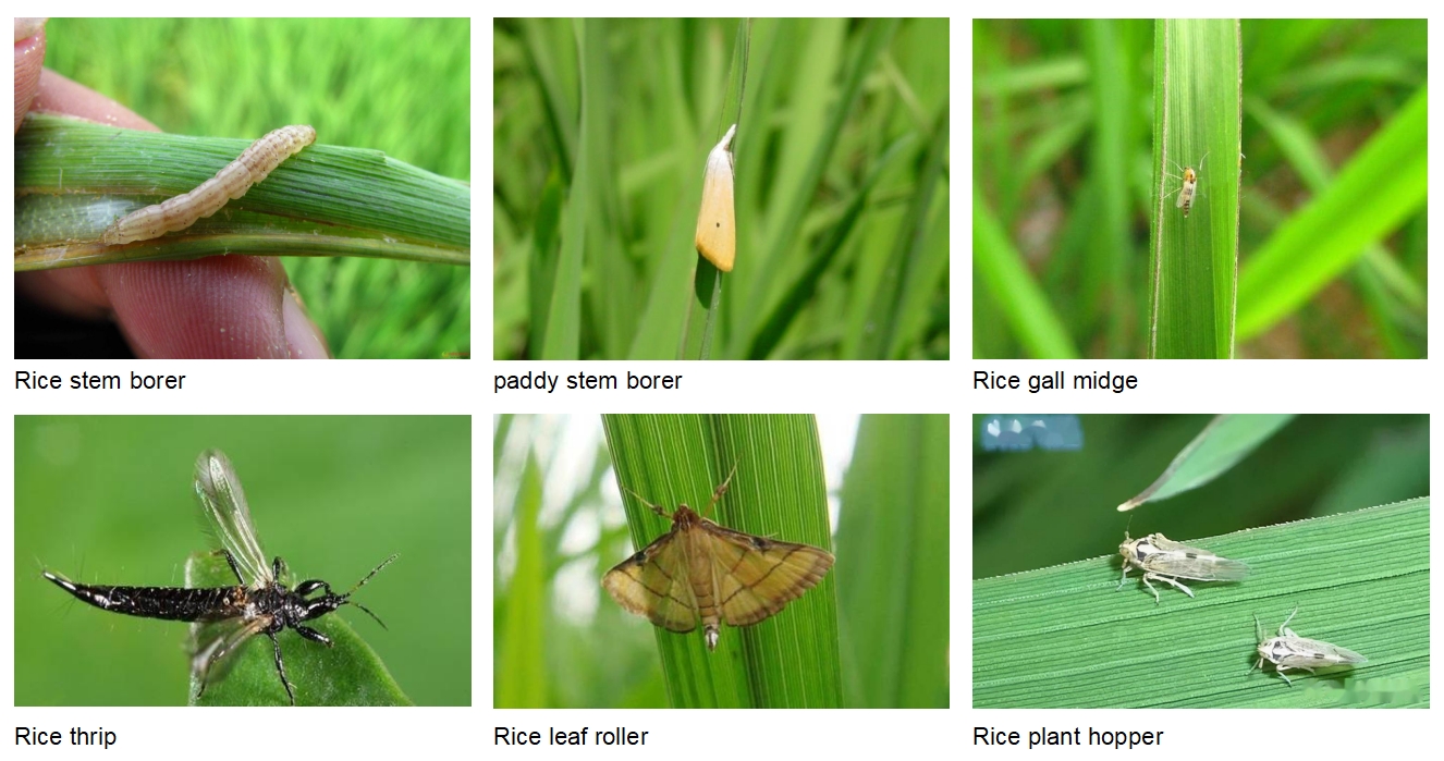 high quality chlorpyrifos msds