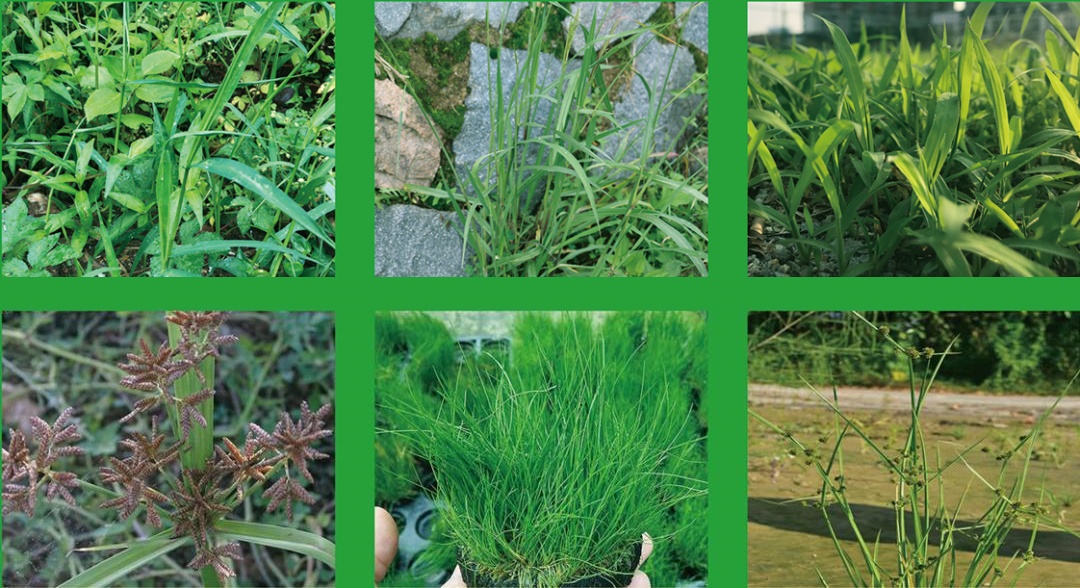 boscalid fungicida quotes