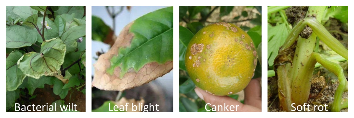 Combining Azoxystrobin and Propiconazole for Enhanced Fungal Disease Control in Agriculture
