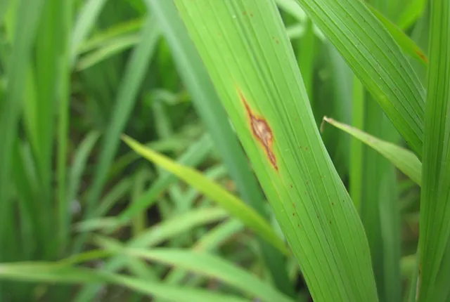 nicosulfuron 95%tc quotes