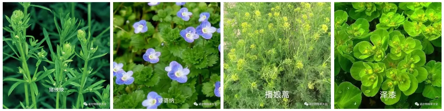 Chlorothalonil 720 SFT Pricing and Supply Availability Insights