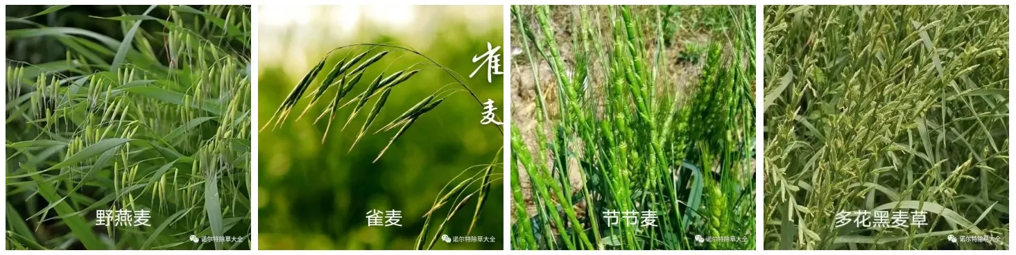 fungicide for avocado trees