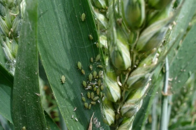 Azoxystrobin Technical Formulation Solutions from China for Effective Crop Protection