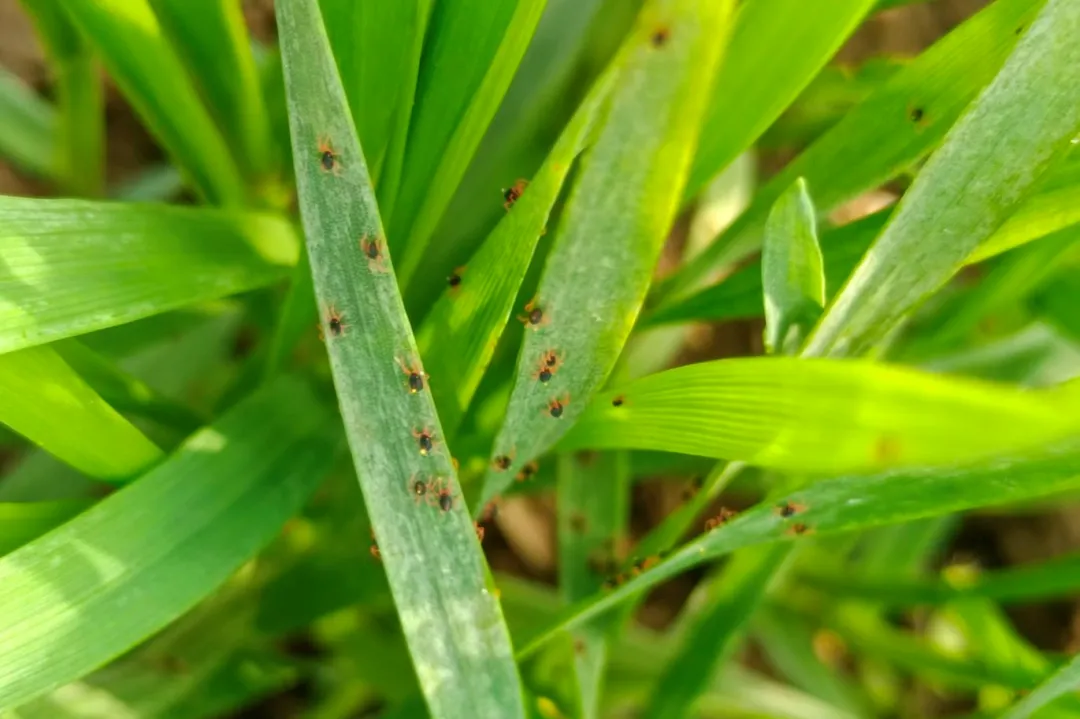 Abamectin 1.8% EC Eco-Friendly Pesticide for Effective Pest Control Solutions