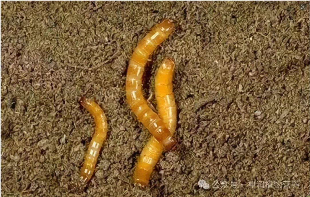 chlorothalonil herbs exporter