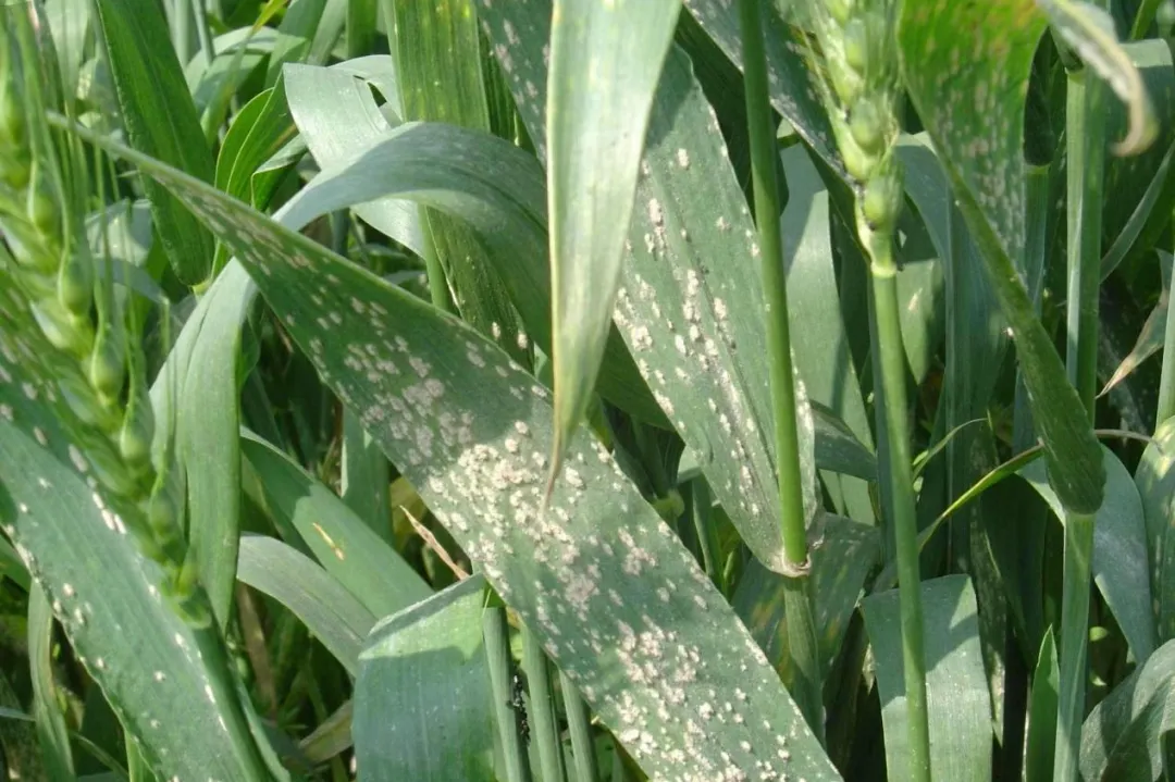 azoxystrobin fungicide manufacturers