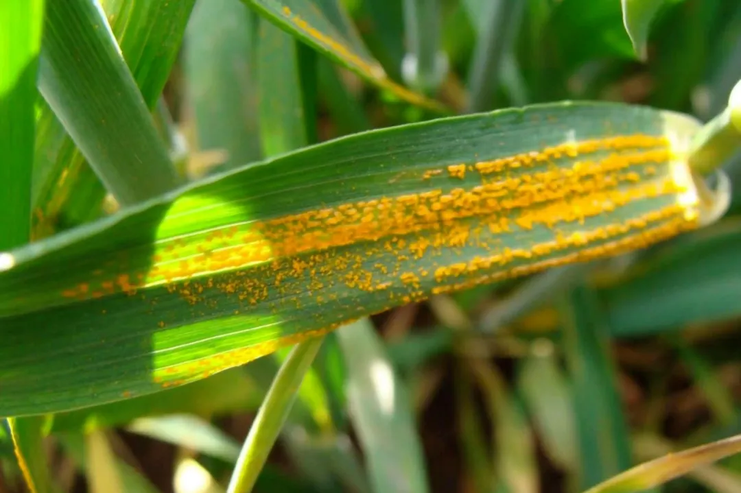 carbendazim pflanzenschutzmittel factory