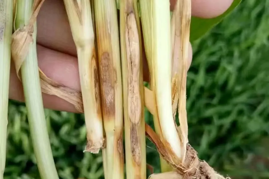 bestes Mospilan Acetamiprid