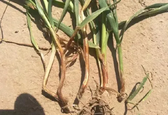 Exploring the Efficacy and Applications of Terrazole Fungicide in Modern Agriculture Practices